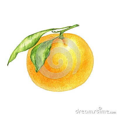 Orange tangerine drawing in watercolor Cartoon Illustration