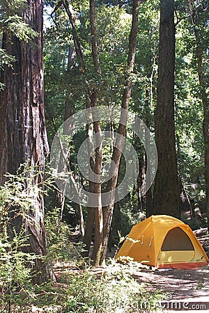 Orange tent in the redwoods Stock Photo