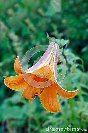 Orange tiger lily (lilium lancifolium) blooming Stock Photo