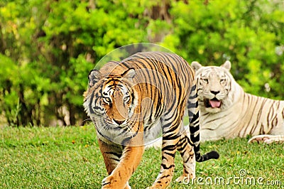 Orange Tiger and White Tiger Stock Photo