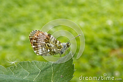 Orange tip, Anthocharis cardamines (family Pieridae), a butterfly Stock Photo