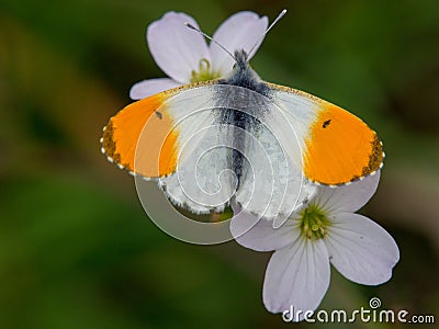 Orange tip butterfly Stock Photo