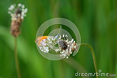Orange-tip butterfly perching on ribwort plantain flowering plant in the garden Stock Photo