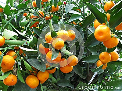 Orange tree Stock Photo