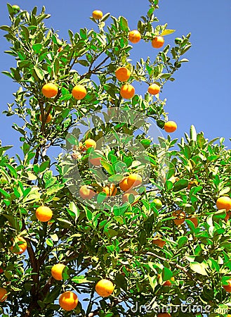 Orange tree Stock Photo