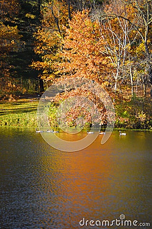 Orange Tree, Reflection, Geese Swimming Stock Photo