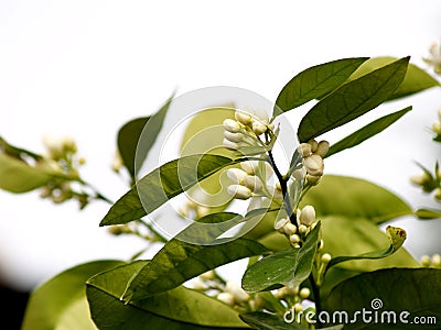 Orange tree blossom on the branch Stock Photo