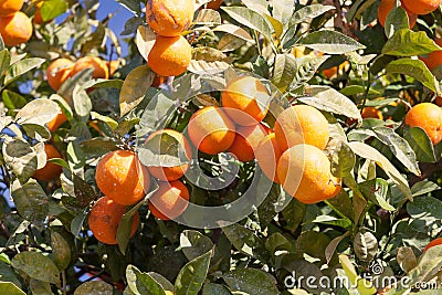 Orange tree - Citrus sinensis Stock Photo