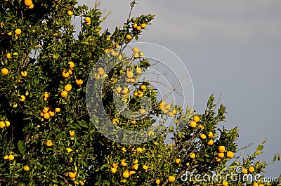 Orange tree Citrus x sinensis with fruits. Stock Photo