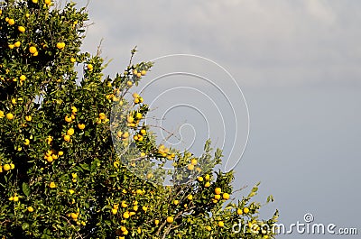 Orange tree Citrus x sinensis with fruits. Stock Photo