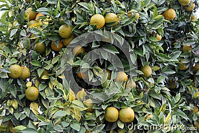 Orange tree detail Stock Photo