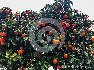 Orange tree full of oranges. Interesting view of abundant tree. Stock Photo