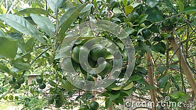 orange tree growing in the yard very beautifuly Stock Photo