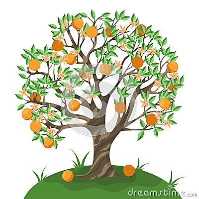 Orange tree isolate on a white background. Vector graphics Stock Photo