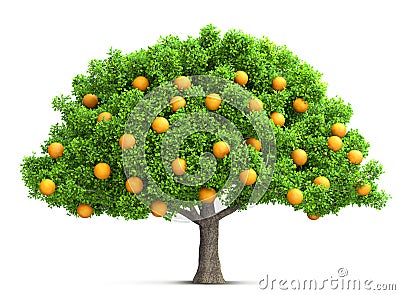 Orange tree isolated 3D illustration Cartoon Illustration