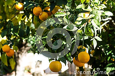 Orange tree with leaves and fruits Stock Photo