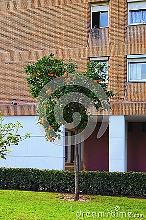 Orange tree with many fruits in the front yard of the residential multi-story building. Oranges grow on a tree branch Stock Photo