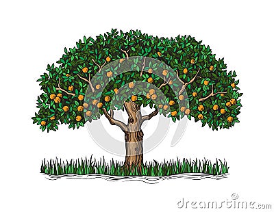 The orange tree with mature fruits Vector Illustration