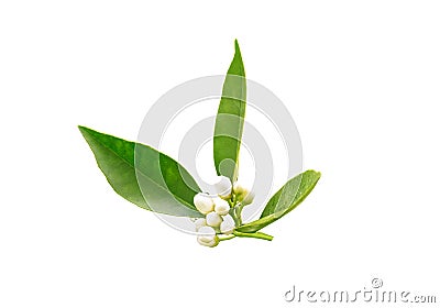 Orange tree neroli buds after spring rain isolated on white. Azahar blossom Stock Photo