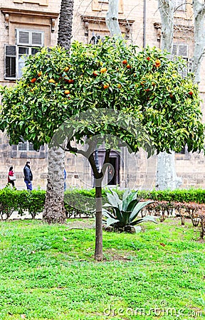 Orange tree in Park Villa Bonnano, Palermo Editorial Stock Photo