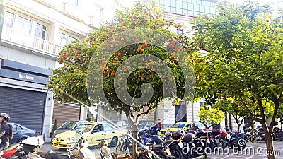 Orange tree and scooter parking in Athens city Stock Photo