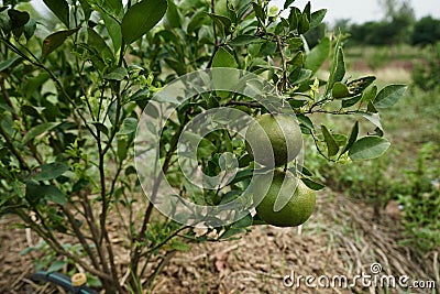 Orange tree with orange 1year old. Stock Photo