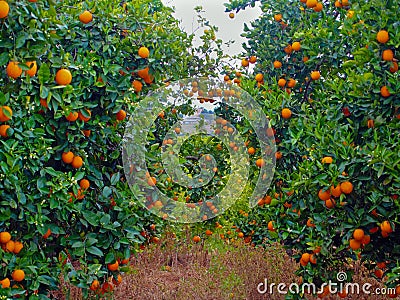 Orange trees garden full of oranges Stock Photo