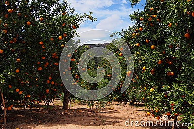 Orange trees garden with many fruits, Spain Stock Photo