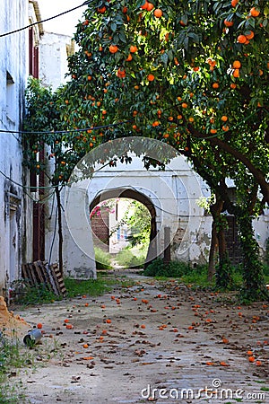 Orange trees in an old abandoned garden Stock Photo
