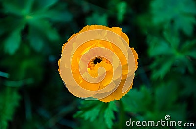 Orange Trollius altaicus Stock Photo