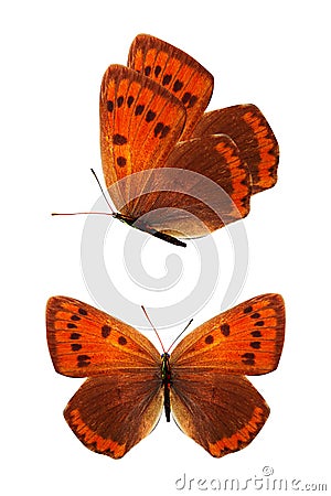 orange tropical butterflies. two angles. isolated on white Stock Photo