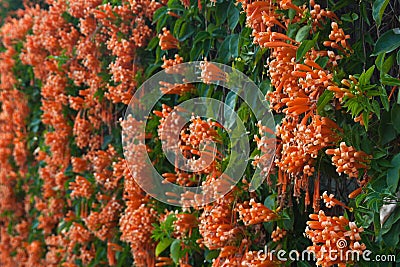Orange trumpet, Flame flower, Fire-cracker vine on the wall Stock Photo