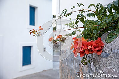Orange trumpet vine flowering plant on street in Kyparissi Laconia, Peloponnese, Zorakas Bay, Greece - summer evening. Stock Photo