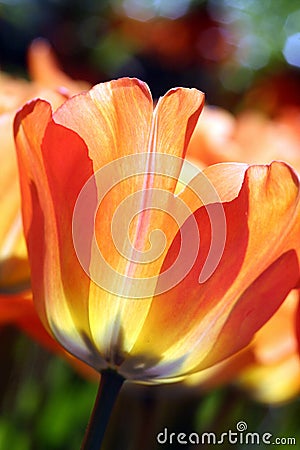 Orange tulip Stock Photo