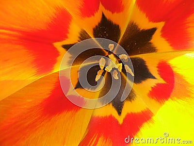 Orange Tulip Stock Photo