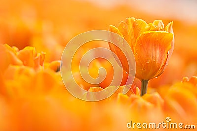 Orange tulip Stock Photo