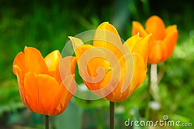 Orange tulip Stock Photo