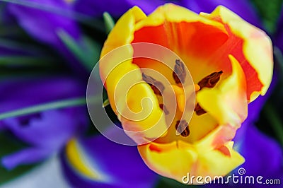 Orange tulip on the background of blue irises Stock Photo