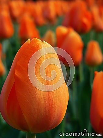 Orange tulip garden Stock Photo
