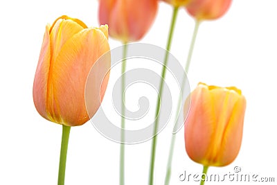 Orange Tulip Isolated on White Stock Photo