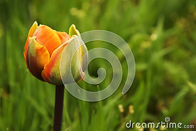 Orange Tulip Stock Photo