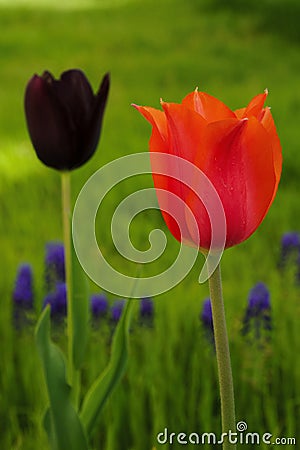 Orange Tulip Stock Photo