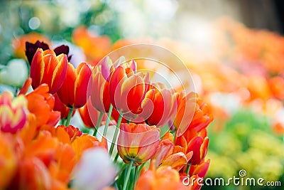 Orange Tulip in spring with soft focus Stock Photo