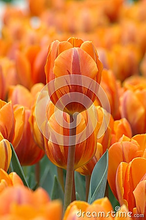 Orange tulip stand out Stock Photo