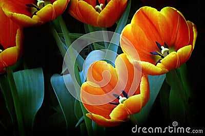 Orange Tulips Stock Photo