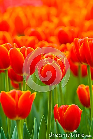 Orange tulips Stock Photo