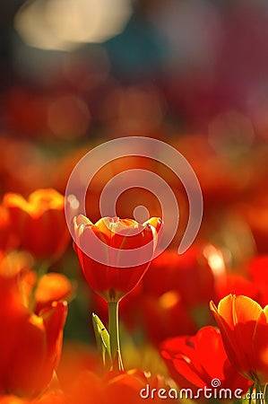 Orange tulips in a beautiful. Stock Photo