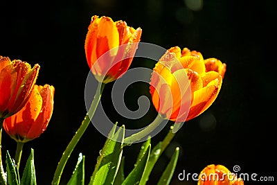 Orange tulips In the garden Stock Photo