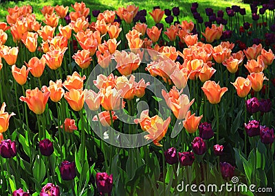 Orange and purple tulips. Summer garden. Stock Photo