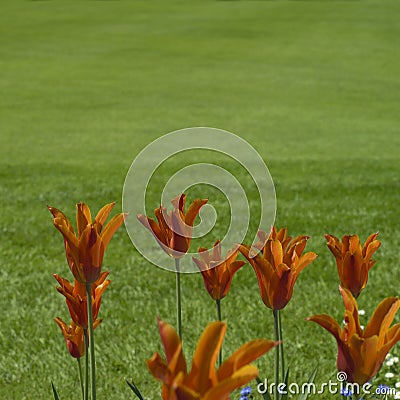 Orange Tulips Stock Photo